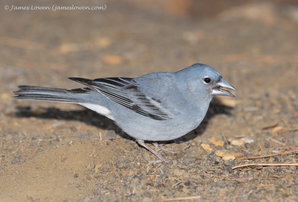 Blue Chaffinch_Pilar Chio_TEN_22-01-16__LO_2935 copy