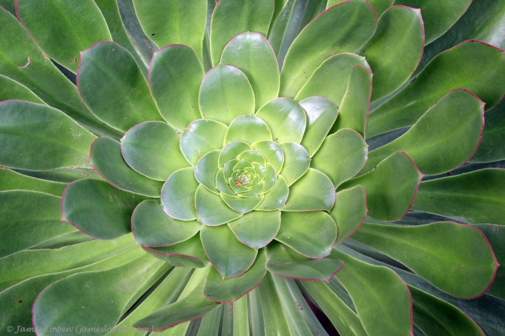 Golden houseleek_Anaga Mtns_TEN_23-01-16__LO_4224 copy