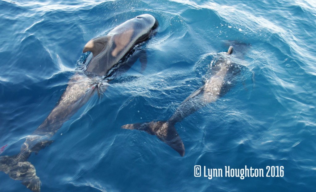 IMG_8502 (2) watermark