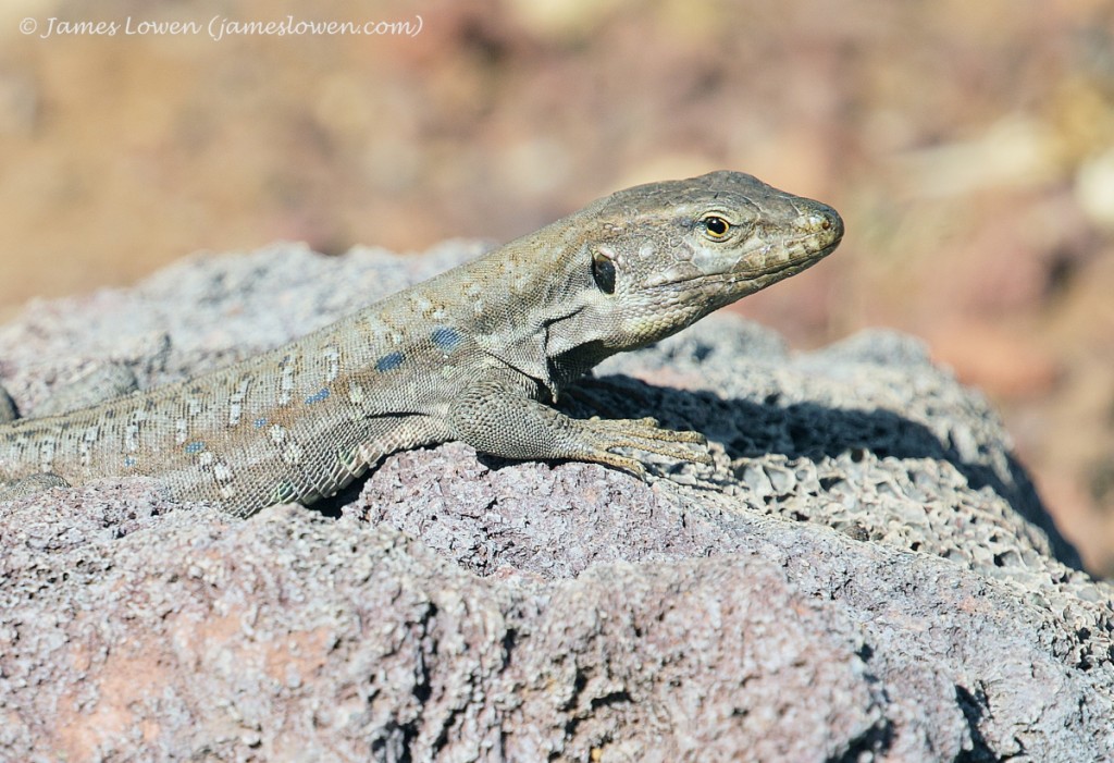 Tenerife Lizard_CAdeje_21-01-16__LO_2433 copy