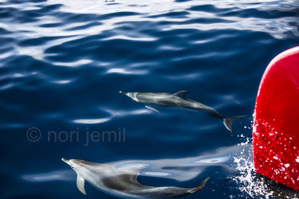 image1dolphin